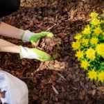 The Importance Of Mulching Your Landscape