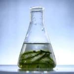 The Difference Between Fossil Fuel and Biofuel?